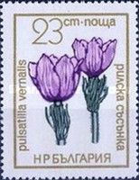Pulsatilla vernalis