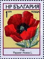 Poppy (Papaver rhoeas)