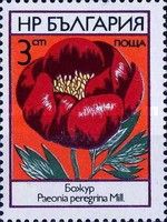 Peony