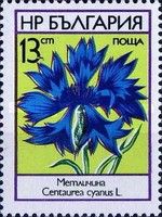 Cornflower (Centaurea cyanus)