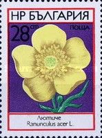 Buttercup (Ranunculus acris)