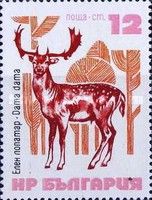 Common Fallow Deer (Dama dama)