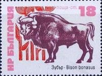 European Bison (Bison bonasus)