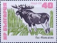Moose (Alces alces)