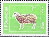 Domestic Sheep (Ovis ammon aries)