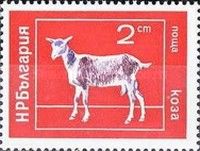 Goat (Capra hircus)