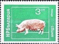 Domestic Pig (Sus scrofa domestica)