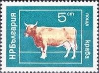 Domestic Cow (Bos primigenius taurus)