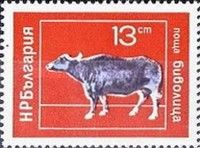 Water Buffalo (Bubalus bubalis)