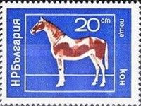 Horse (Equus ferus caballus)
