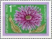 Сhrysanthemum