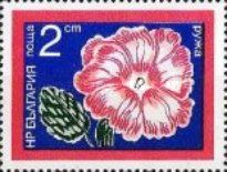 Hollyhock (Alcea rosea)