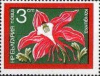 Columbine