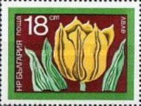 Tulip