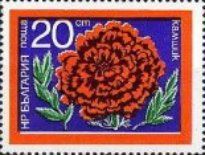 Marigold