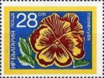 Pansy (Viola)