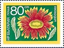 Blanket flower (Gaillardia)