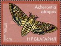 African death's-head hawkmoth (Acherontia atropos)