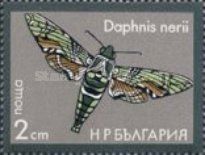 Oleander Hawk-Moth (Daphnis nerii)