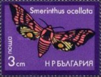 Eyed Hawk-Moth (Smerinthus ocellata)
