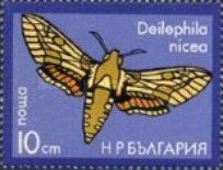 Mediterranean Hawk-Moth (Deilephila nicea)