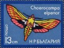 Elephant Hawk Moth (Choerocampa elpenor)