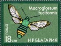 Broad-bordered Bee Hawk-Moth (Macroglossum fuciformis)