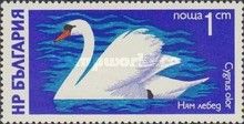 Mute Swan (Cygnus olor)