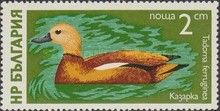Ruddy Shelduck (Tadorna ferruginea)