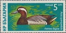 Garganey (Anas querquedula)