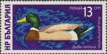Mallard (Anas platyrhynchos)