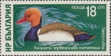 Pochard (Netta rufina)