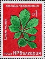 Aesculus Hippocastanum