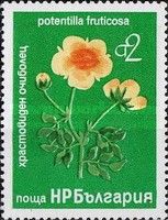 Potentilla fruticosa