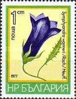 Symphyandra wanneri