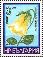 Campanula lanata