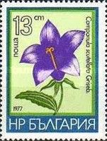 Campanula scutellata