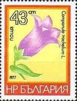 Campanula trachelium