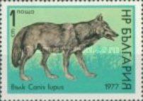 Wolf (Canis lupus)