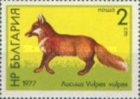 Red Fox (Vulpes vulpes)
