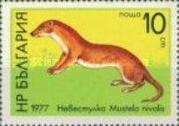 Least Weasel (Mustela nivalis)