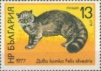 Wildcat (Felis silvestris)