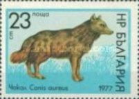 Golden Jackal (Canis aureus)