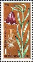 Fritillaria stribrnyi Vel