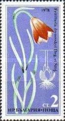 Fritillary (Fritillaria drenovsky)
