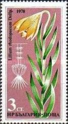 Lilium rhodopaeum Delip