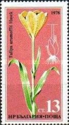 Tulipia urumoffii Hayek