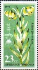 Lilium jankae kern
