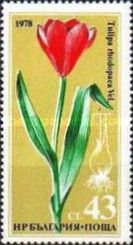 Tulipia rhodopaea Vel