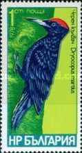 Black Woodpecker (Dryocopus martius)
